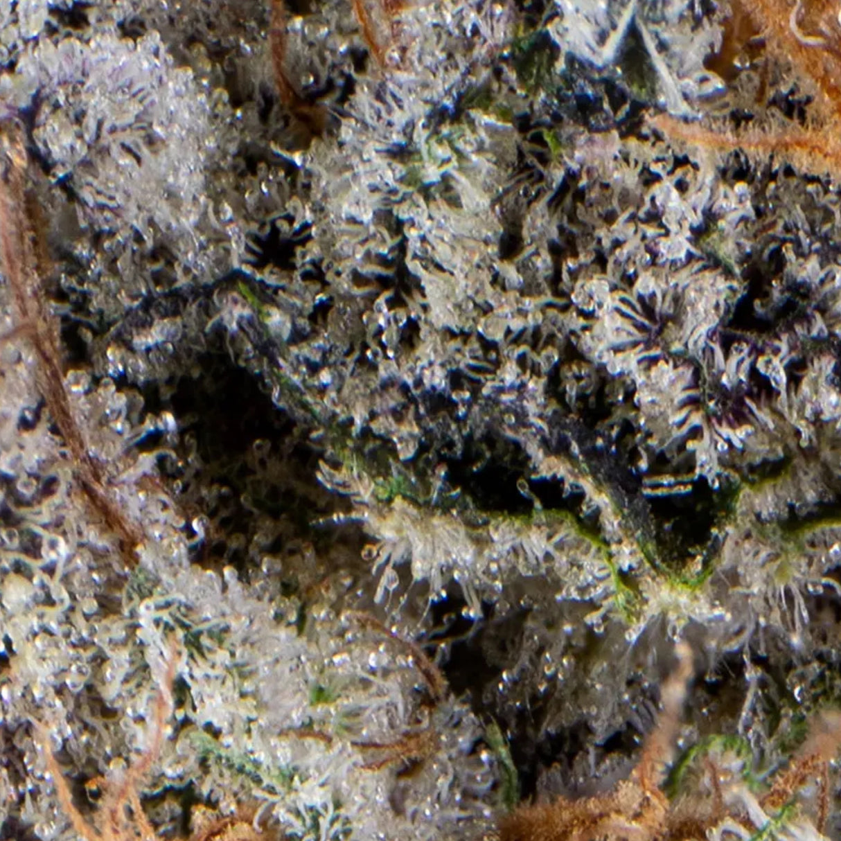 Close-up of a cannabis plant with trichomes on its surface